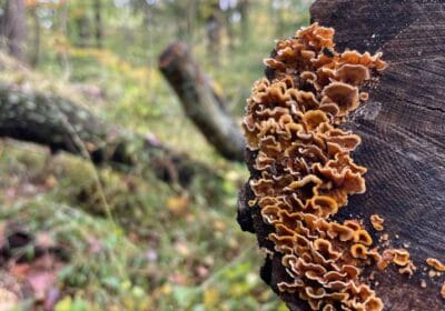 Rock Creek Park Washington dc