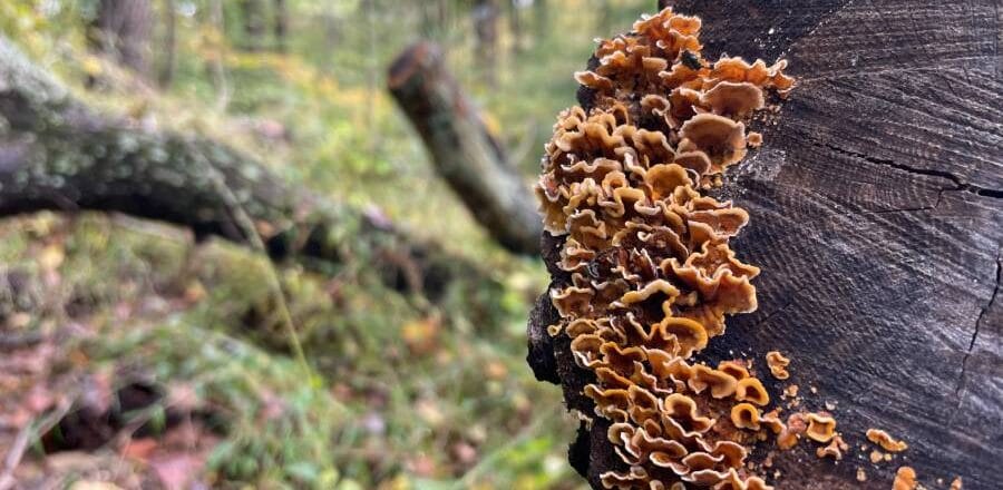 Rock Creek Park Washington dc