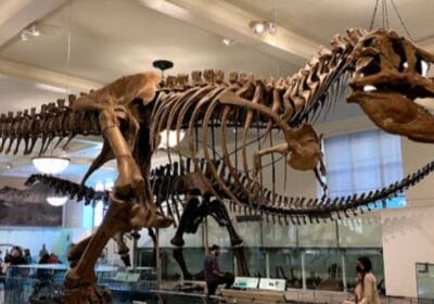 The American Museum of Natural History, New York City