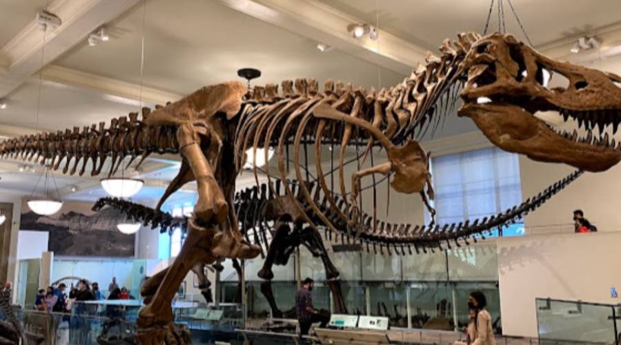 The American Museum of Natural History, New York City The American Museum of Natural History, New York City