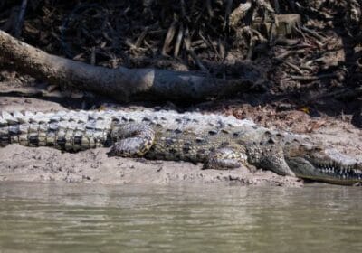 Wildlife of Everglades National Park in Homestead, Florida