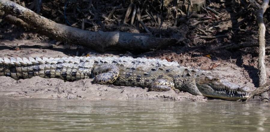 Wildlife of Everglades National Park in Homestead, Florida